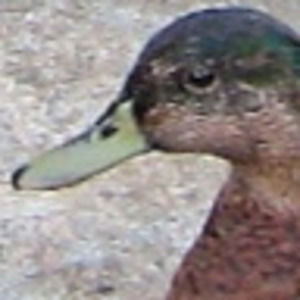 Meet your Posher, Kenrick